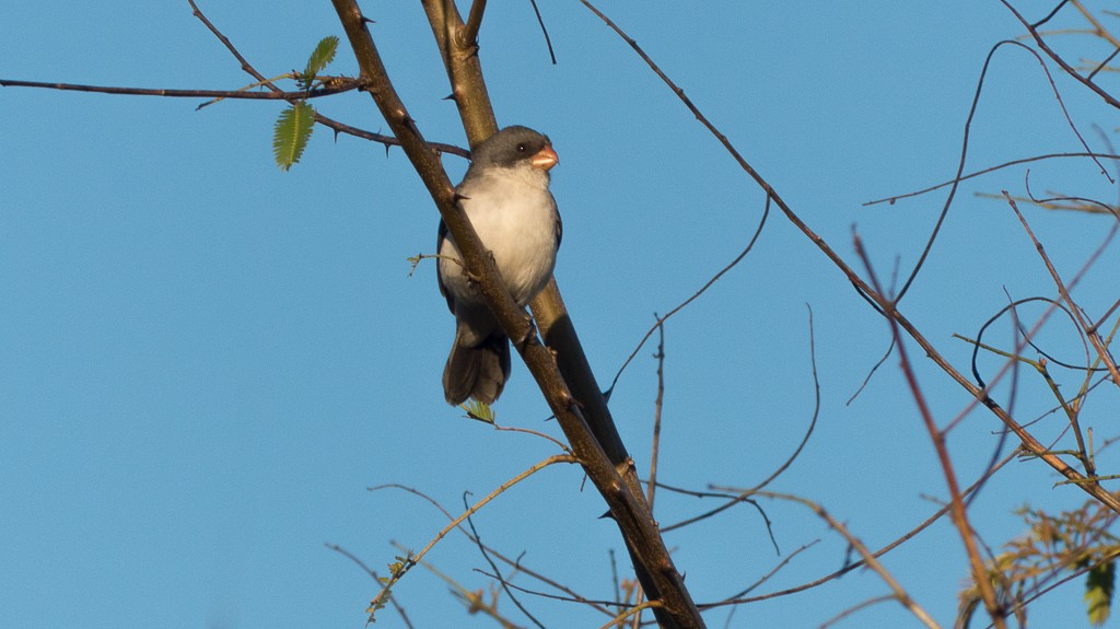 White-bellied Seedeater - ML620651891