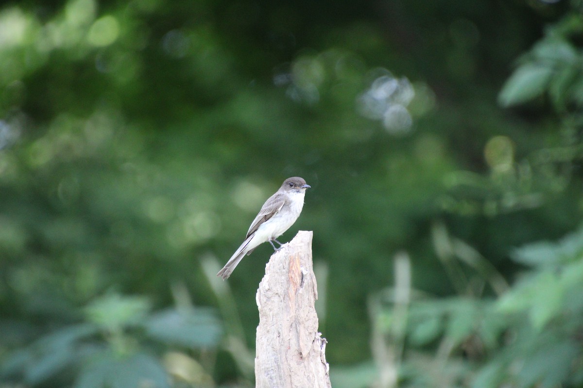 Eastern Phoebe - Kate W