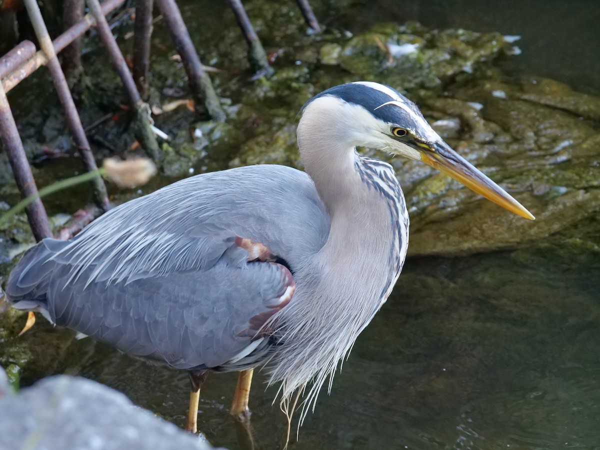 Great Blue Heron - ML620651896