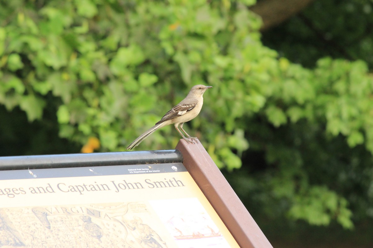 Northern Mockingbird - ML620651897