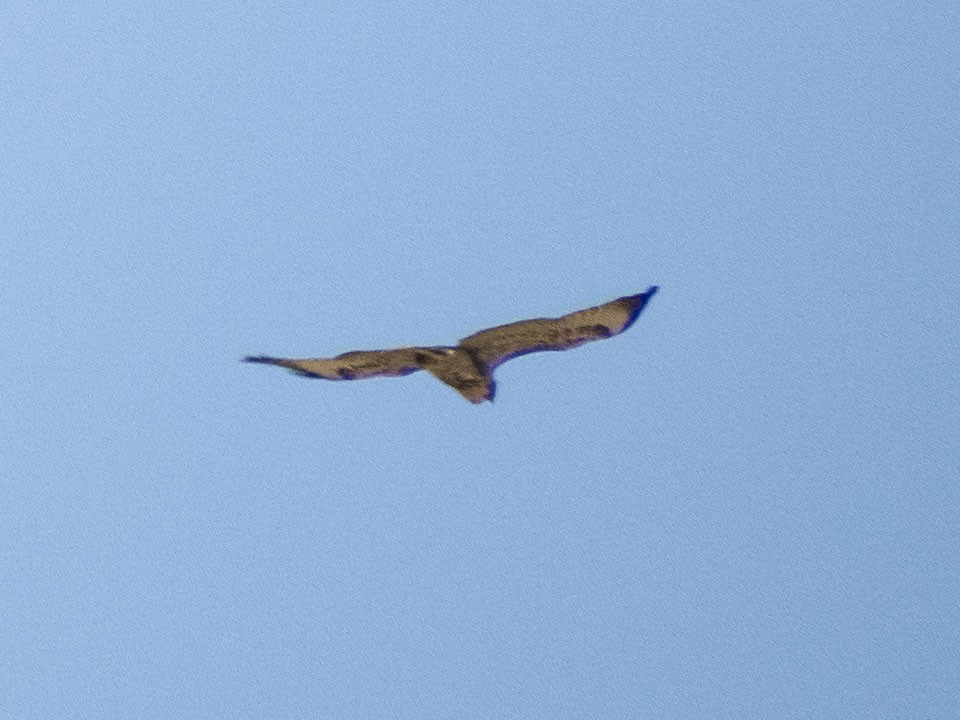 Red-tailed Hawk - ML620651898