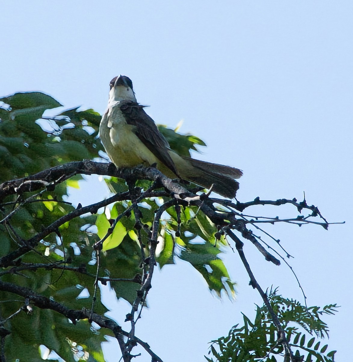 Dickschnabel-Königstyrann - ML620651899