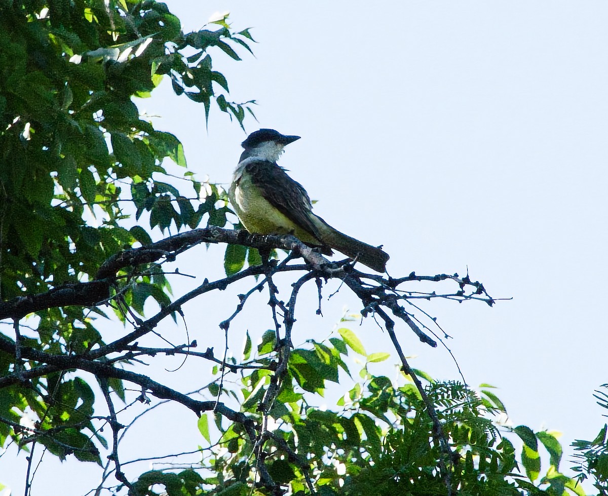 Dickschnabel-Königstyrann - ML620651900