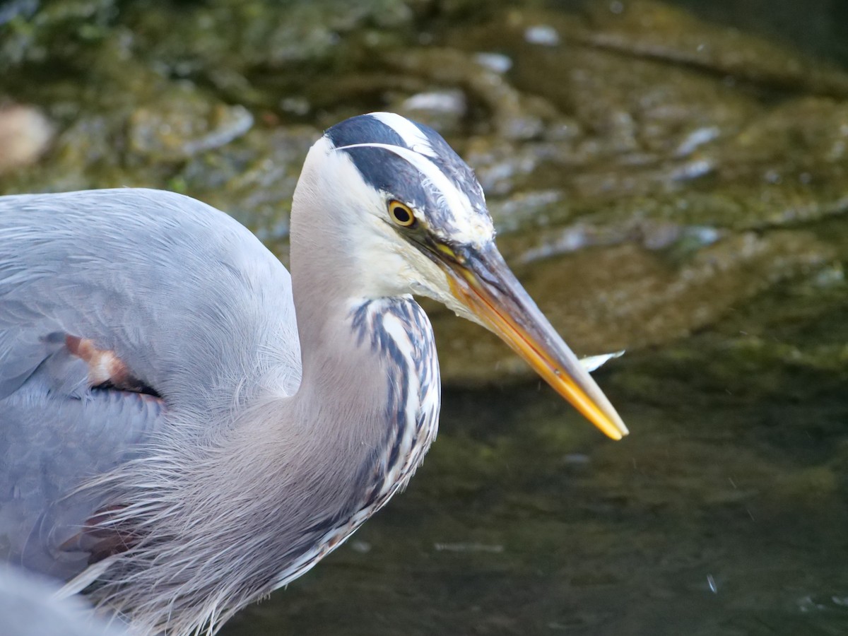 Great Blue Heron - ML620651901