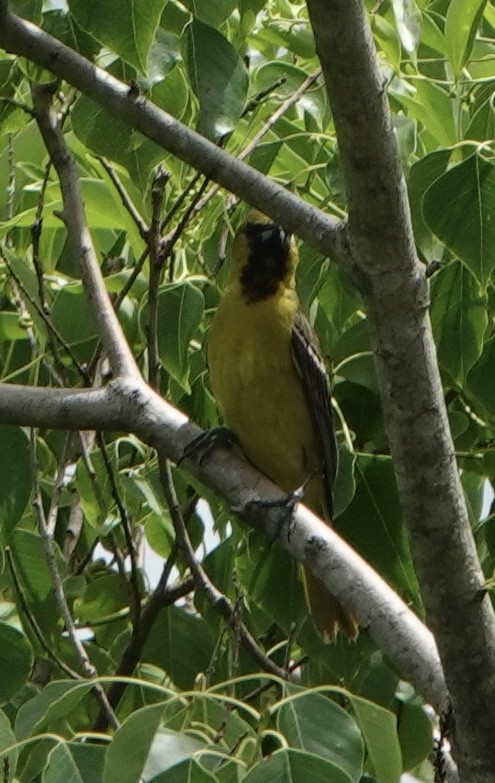 Orchard Oriole - ML620651904