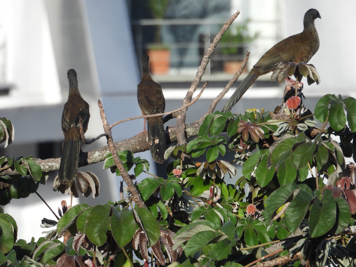 Colombian Chachalaca - ML620651910