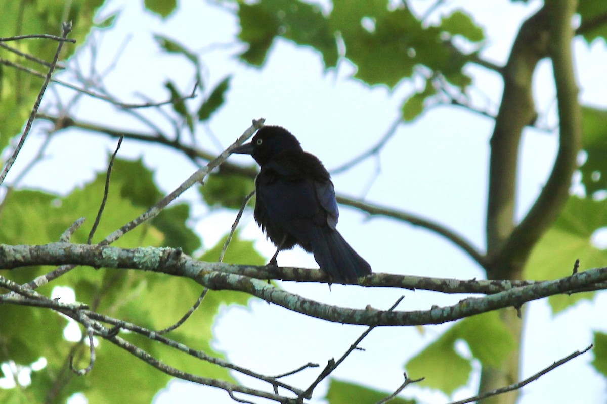 Common Grackle - Steven Mazliach