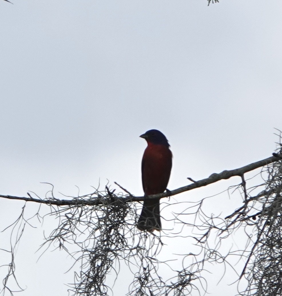 Painted Bunting - ML620651914