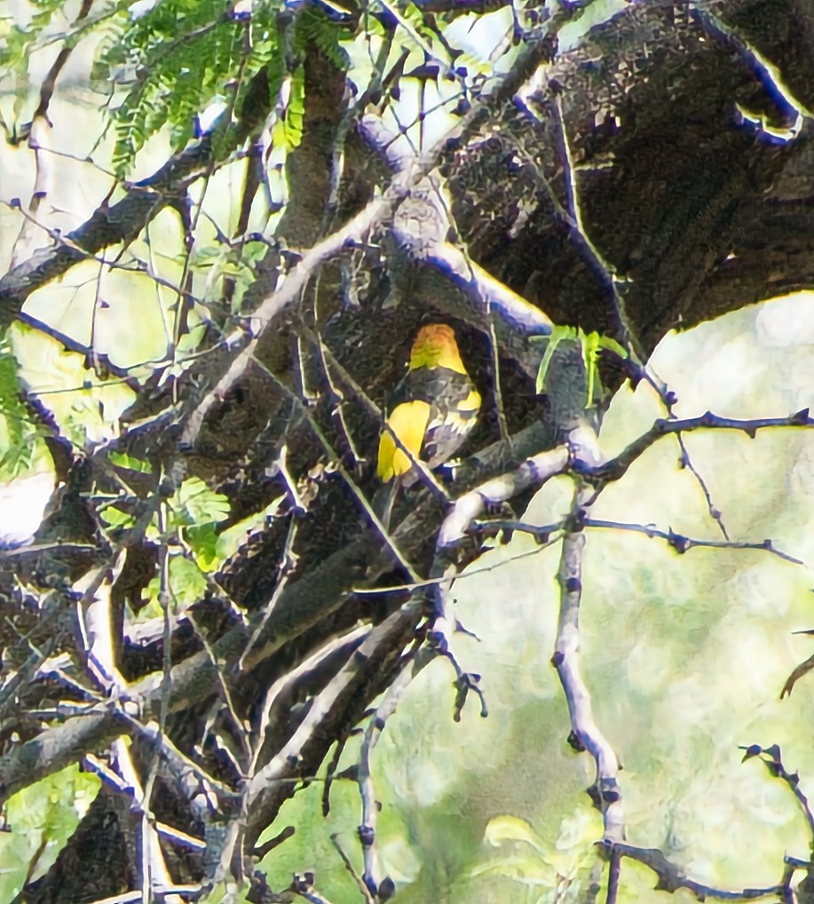 Western Tanager - ML620651915