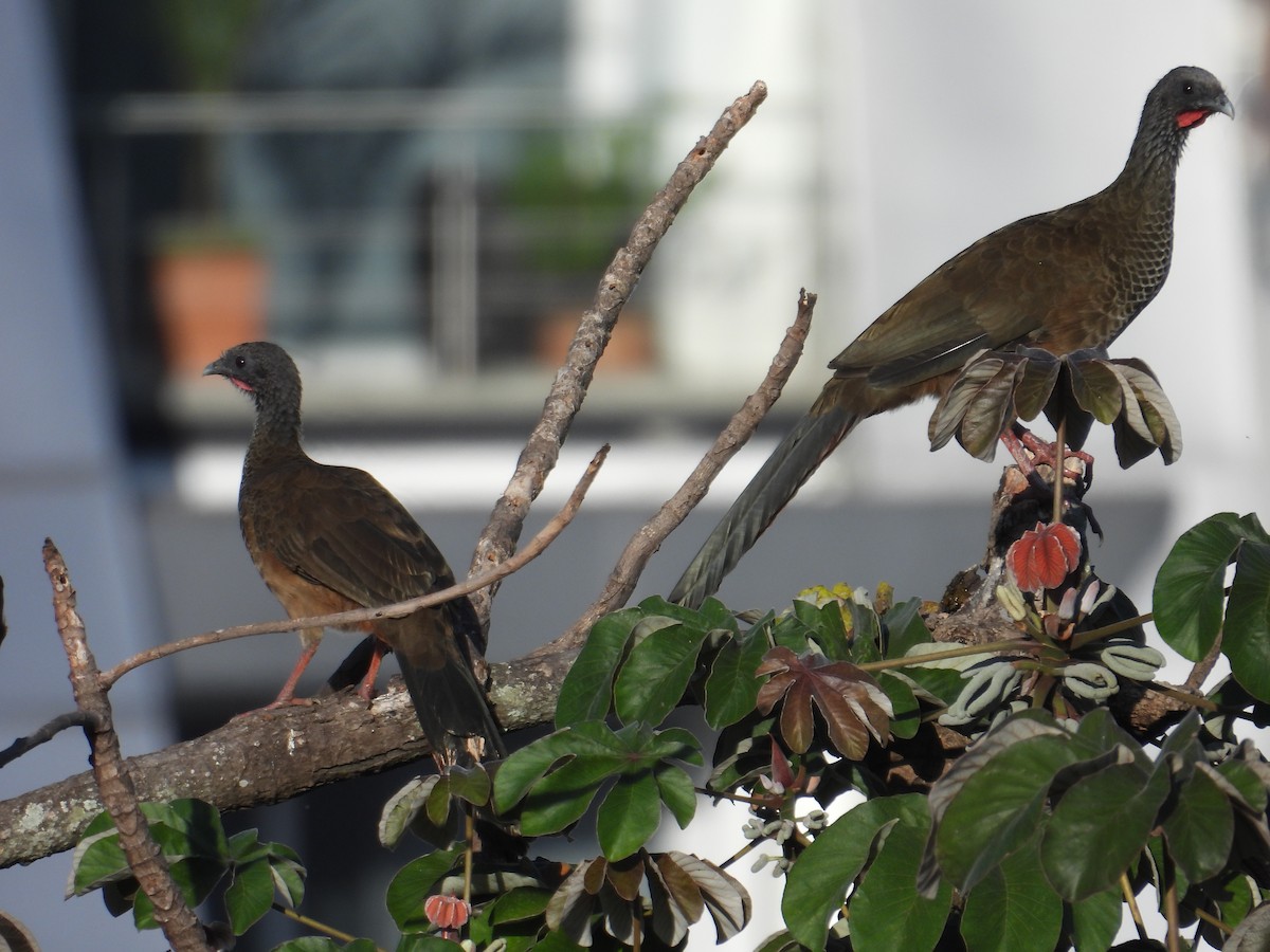 Chachalaca Colombiana - ML620651916