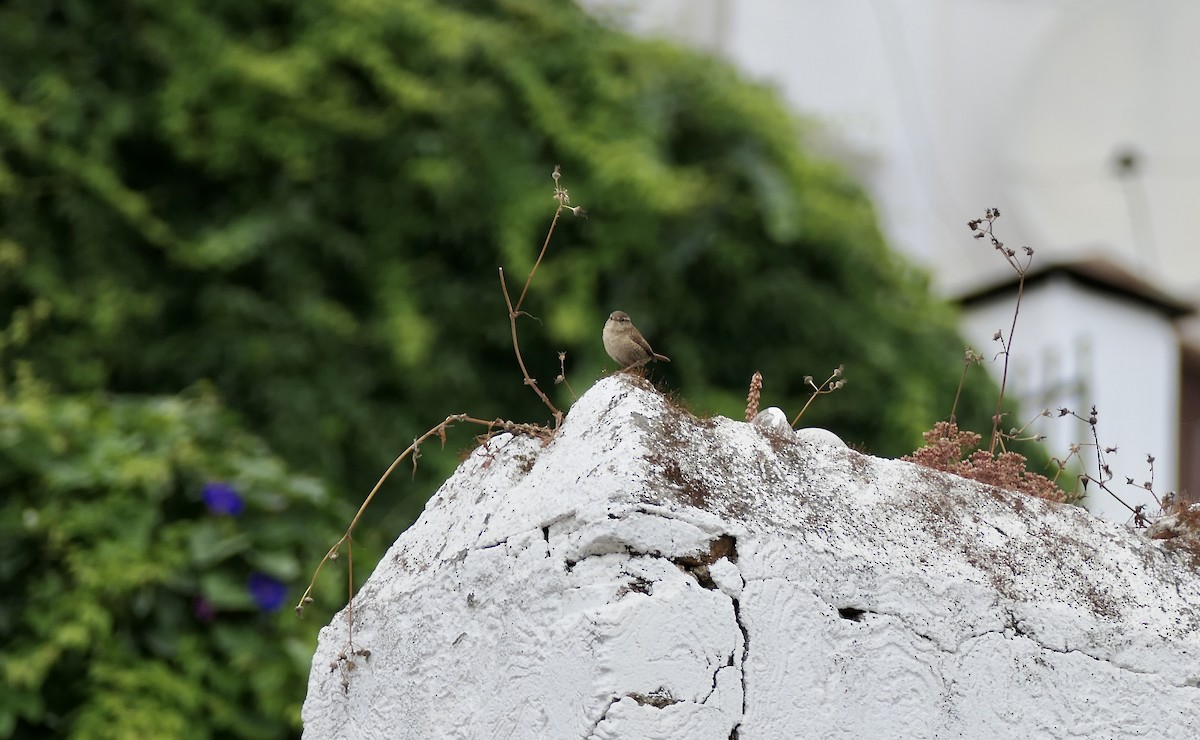 Eurasian Wren - ML620651917