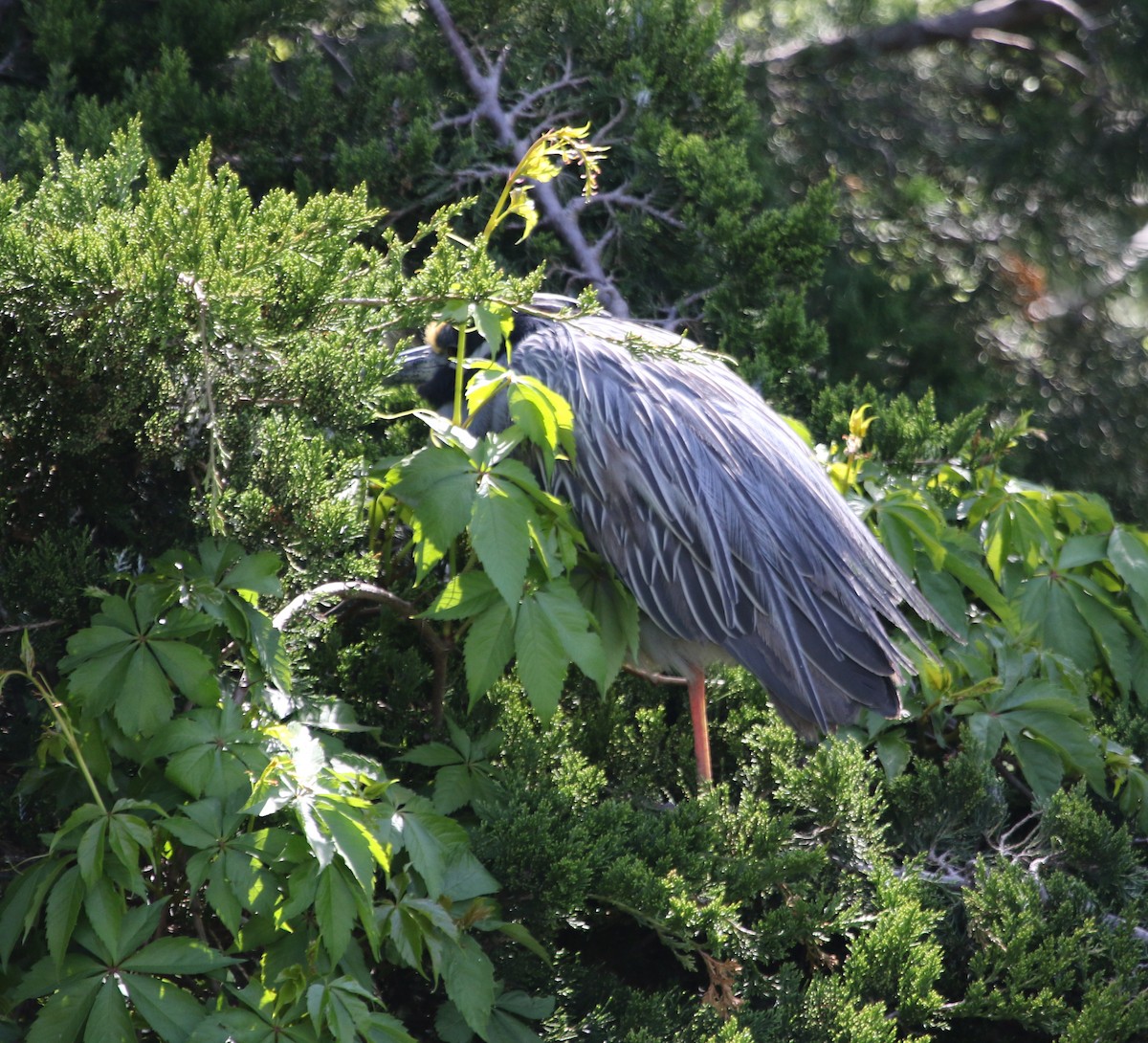 Yellow-crowned Night Heron - ML620651918