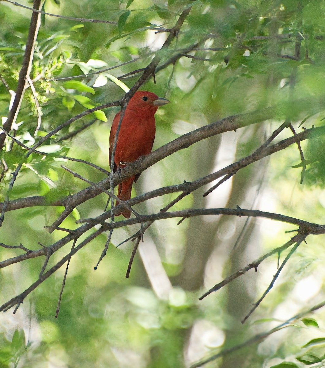 Summer Tanager - ML620651919