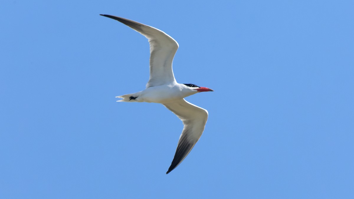 Caspian Tern - ML620651921