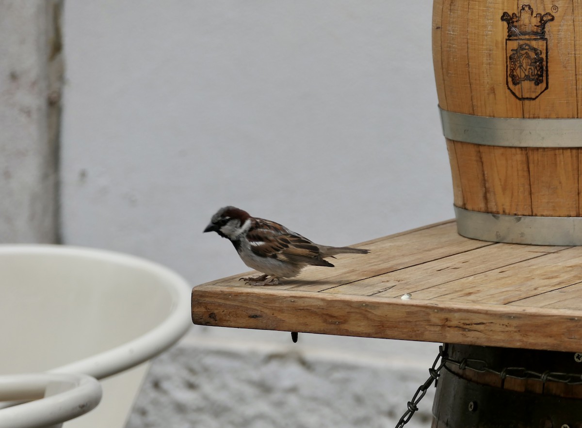 House Sparrow - ML620651922