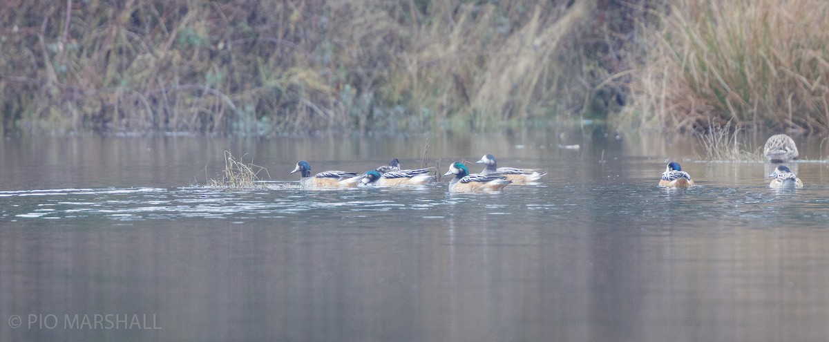 Chiloe Wigeon - ML620651926