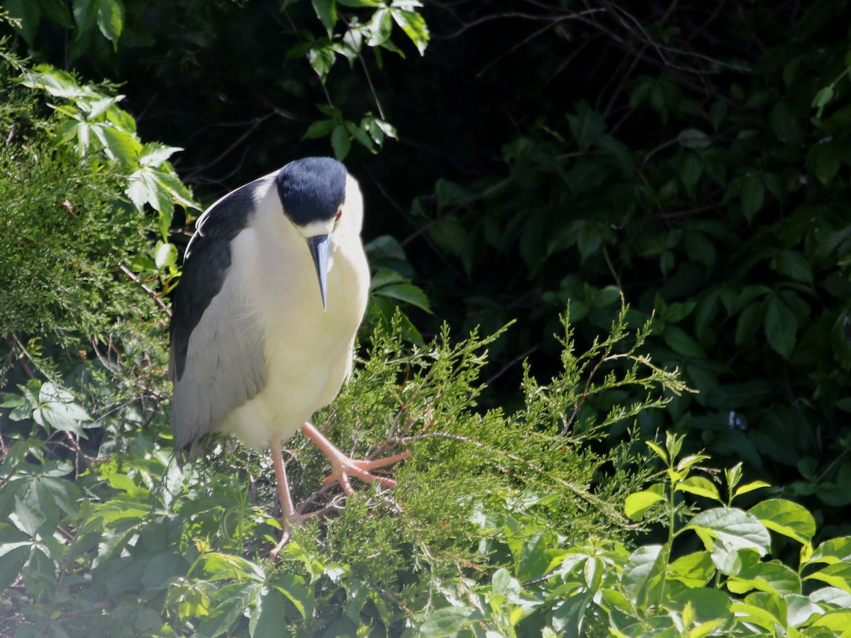 Black-crowned Night Heron - ML620651928