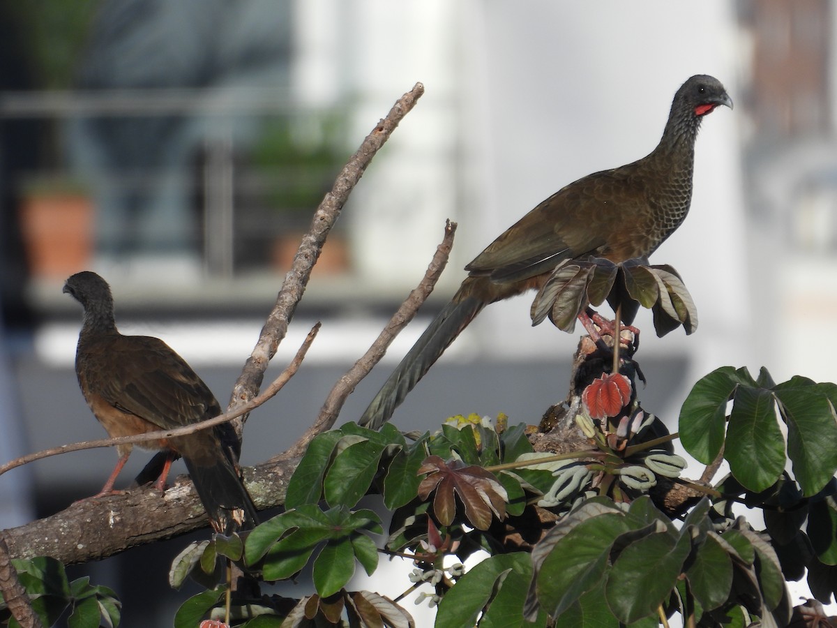 Colombian Chachalaca - ML620651929