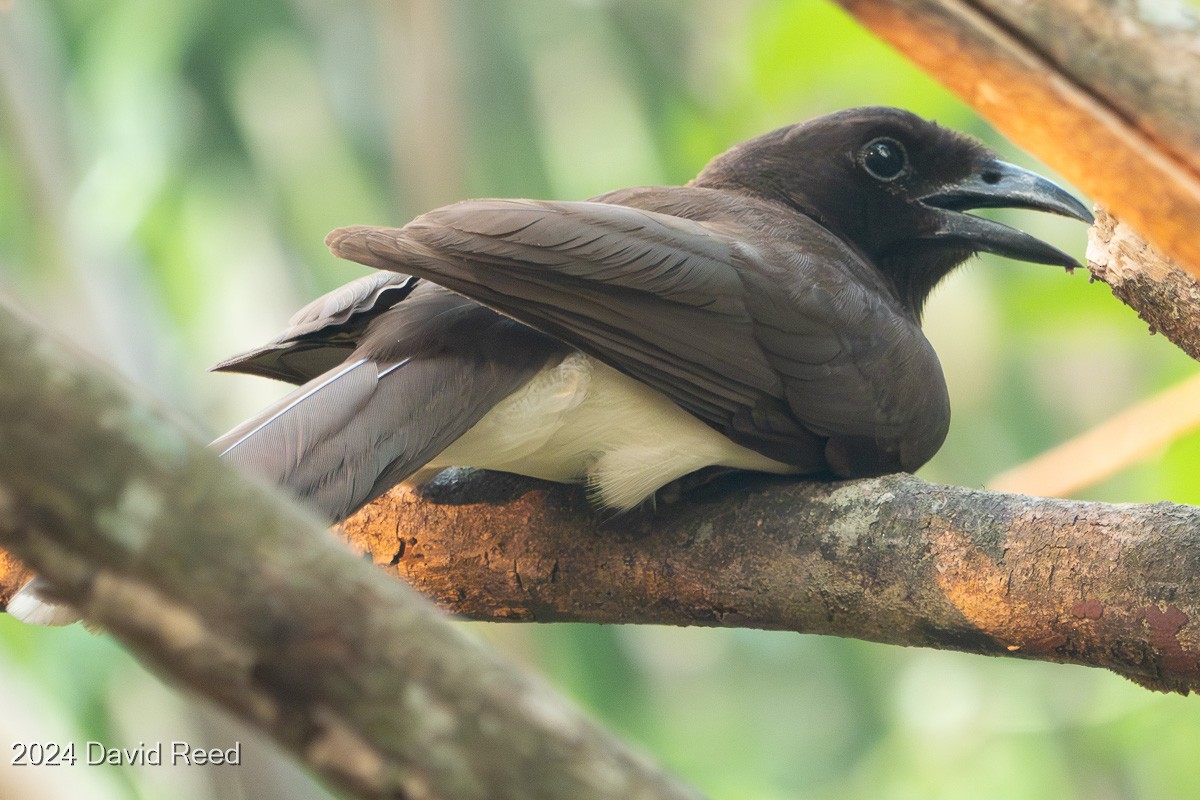 Brown Jay - ML620651933