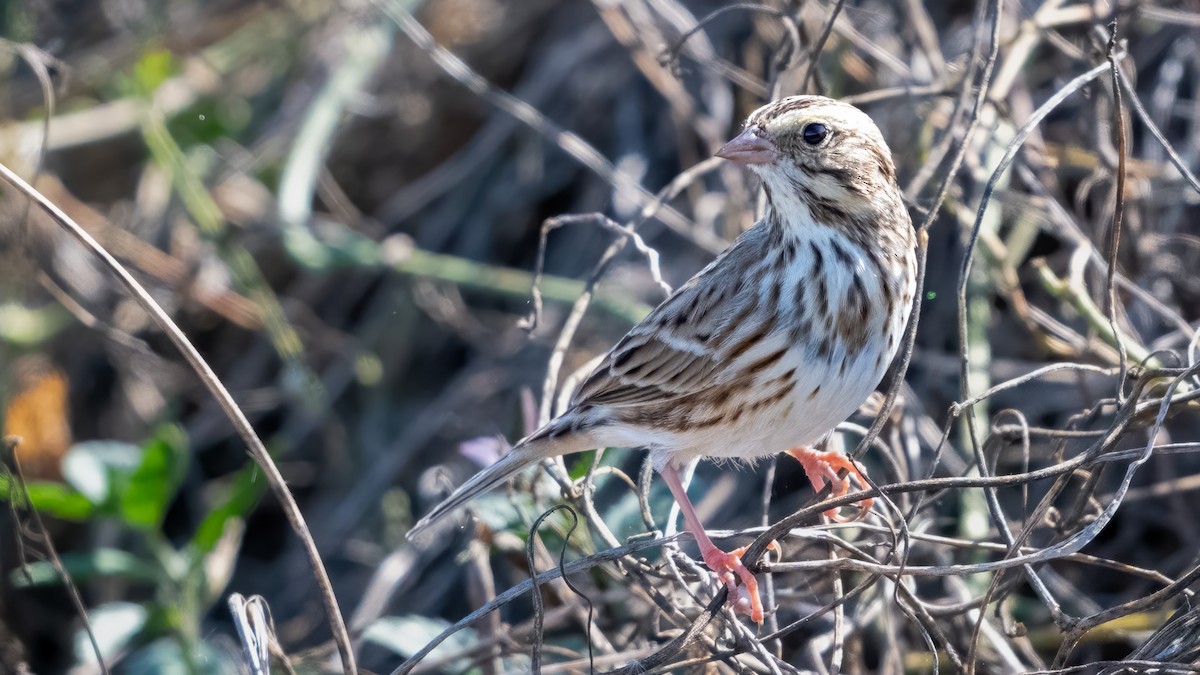 Savannah Sparrow - ML620651943