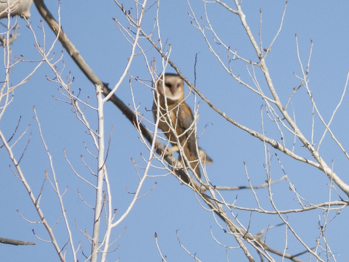 Barn Owl - ML620651945