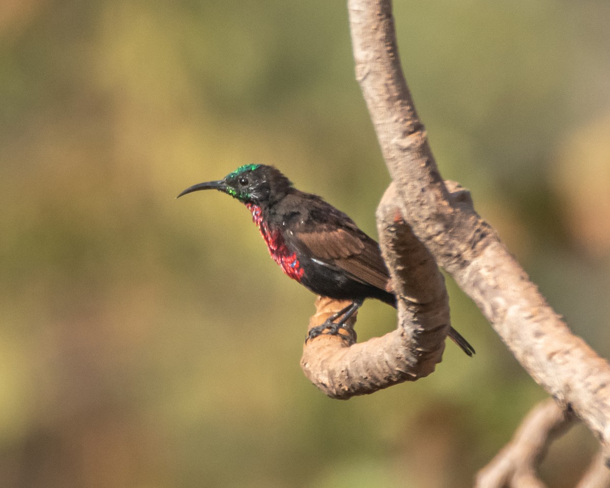 Scarlet-chested Sunbird - ML620651949