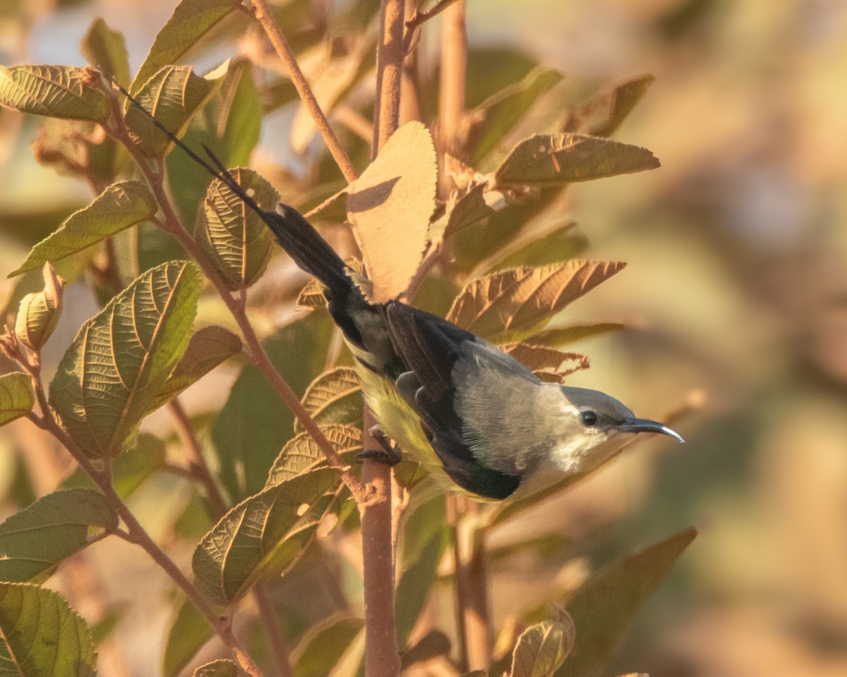 Beautiful Sunbird - ML620651952