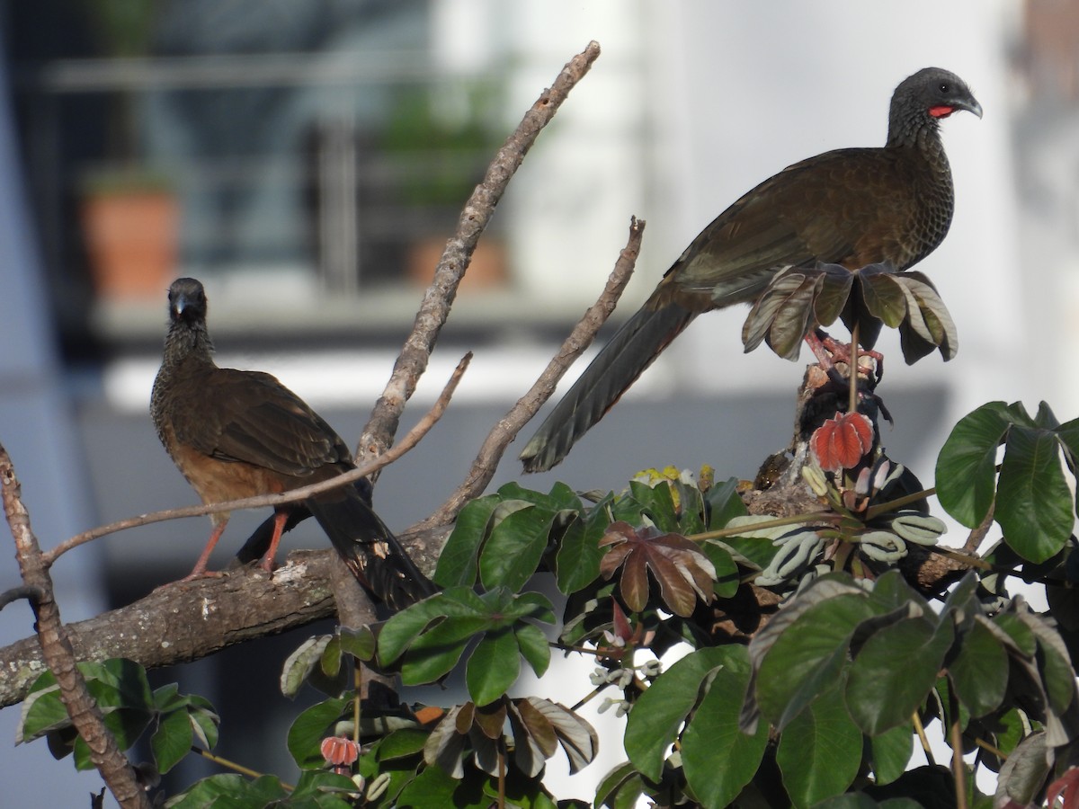 Colombian Chachalaca - ML620651956