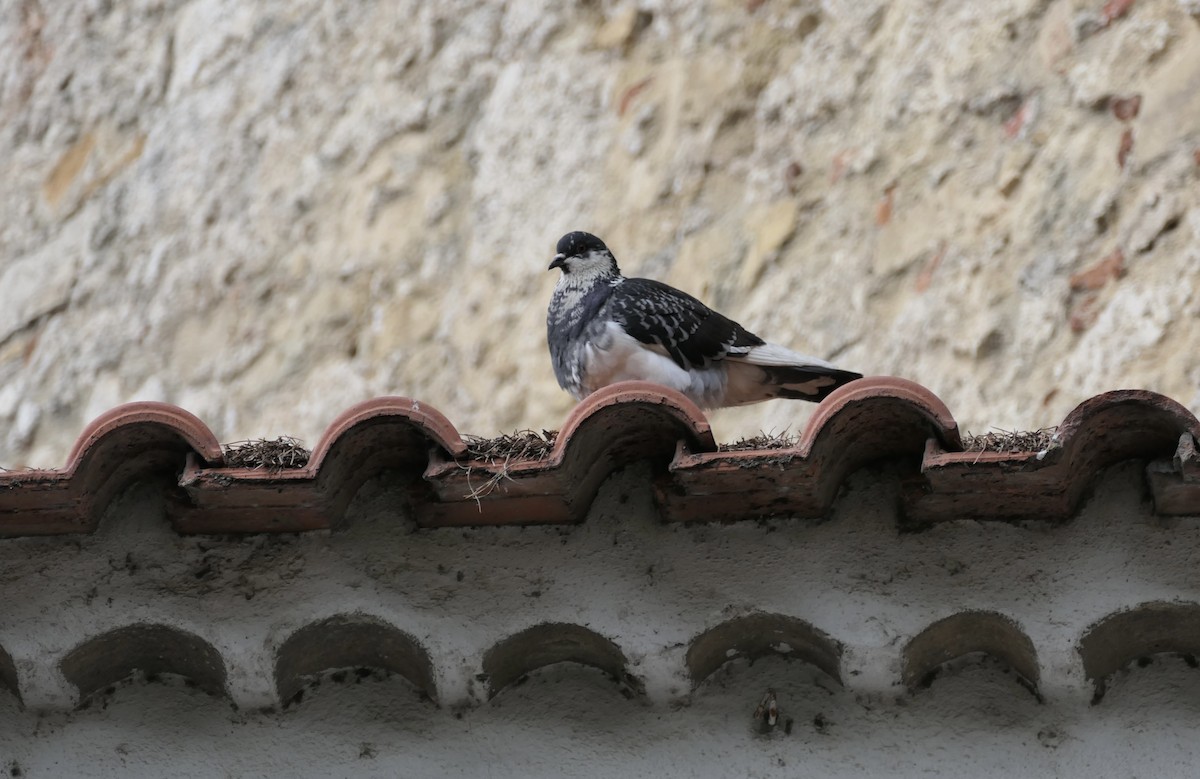 Rock Pigeon (Feral Pigeon) - ML620651957