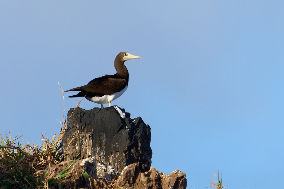 Brown Booby (Forster's) - ML620651959