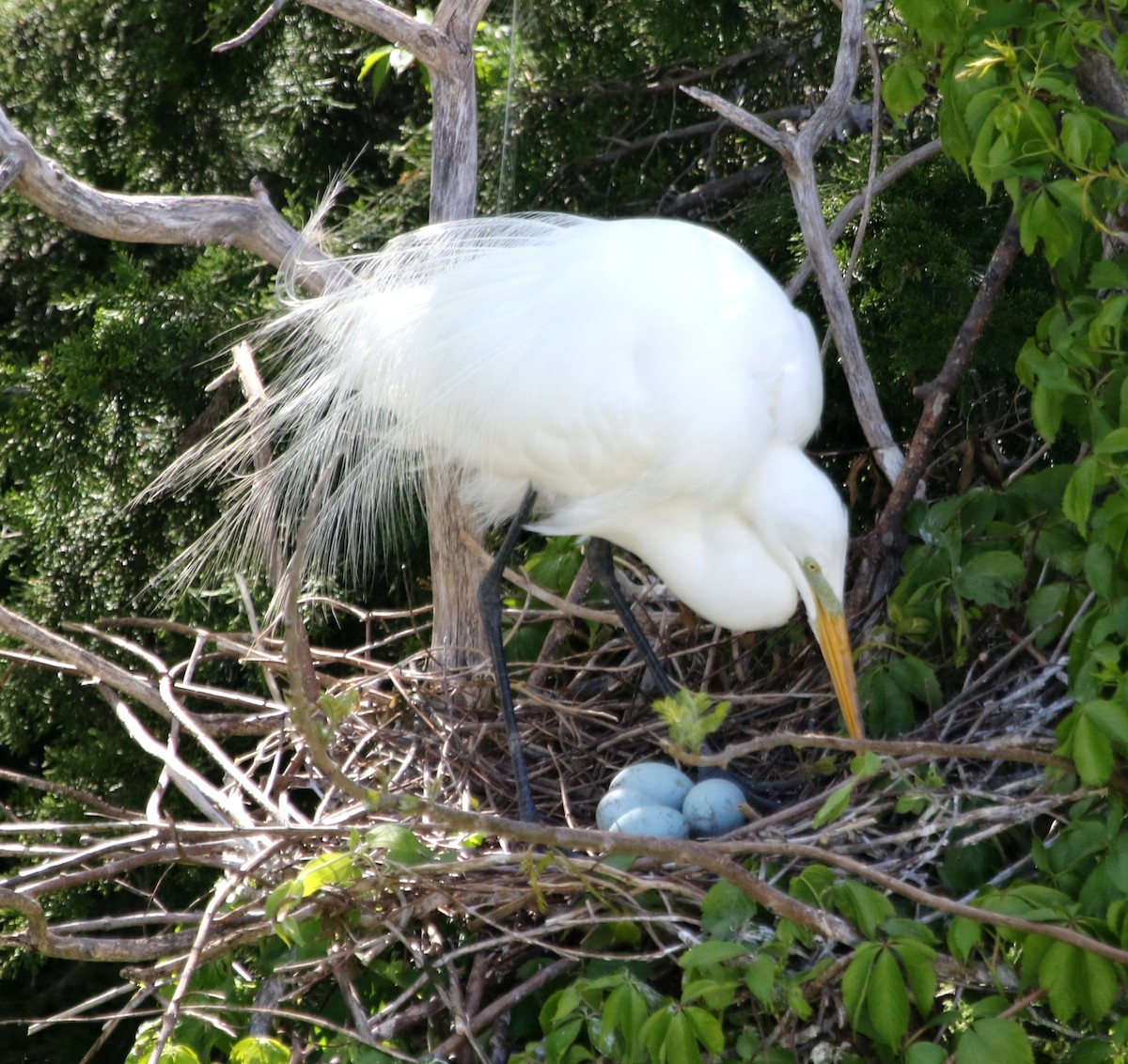 Great Egret - ML620651961