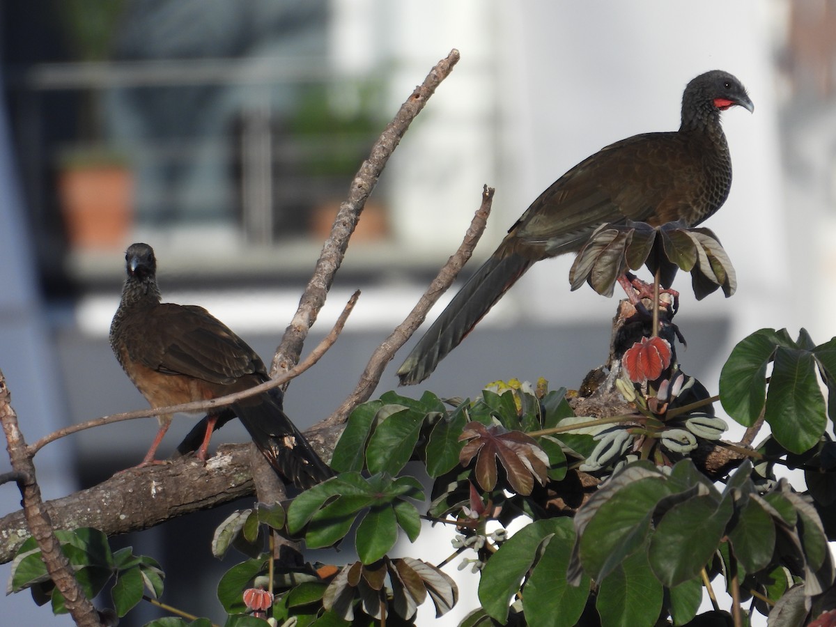 Colombian Chachalaca - ML620651962