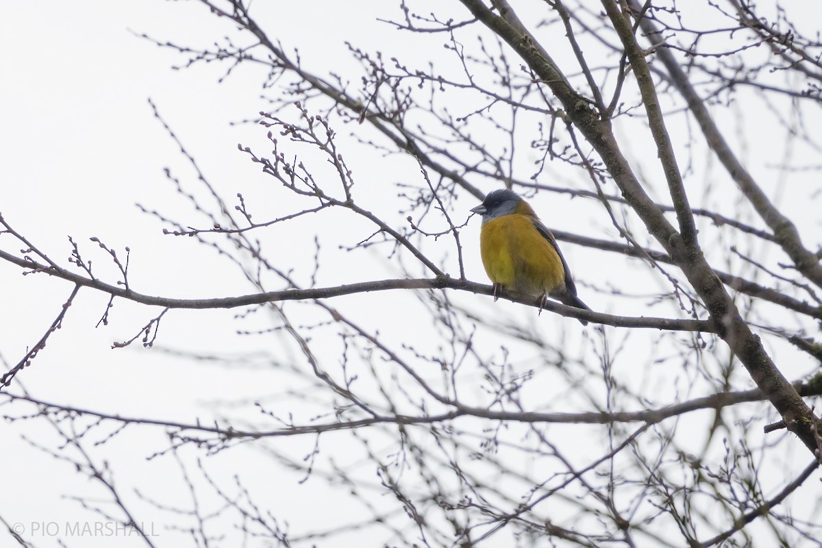 Patagonian Sierra Finch - ML620651966