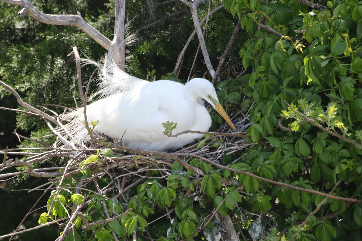 Great Egret - ML620651967