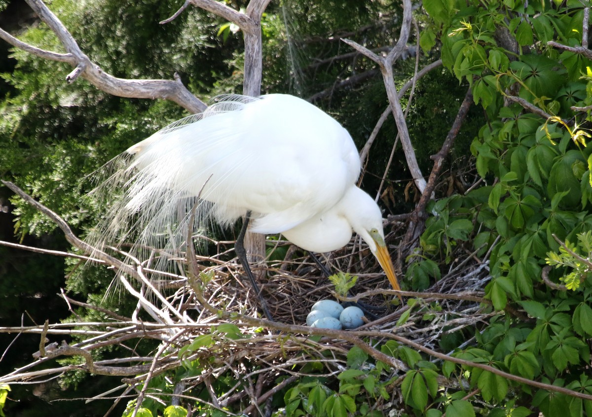 Great Egret - ML620651968