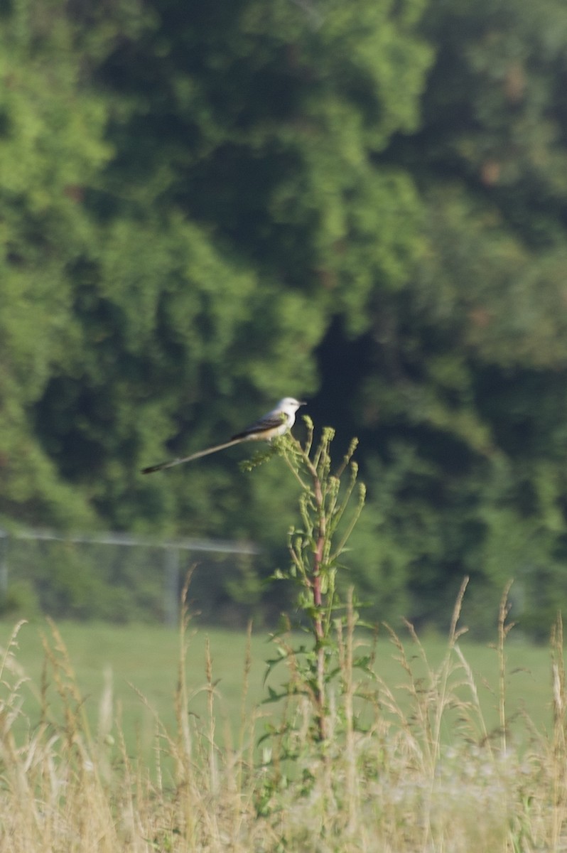 Scissor-tailed Flycatcher - ML620651969