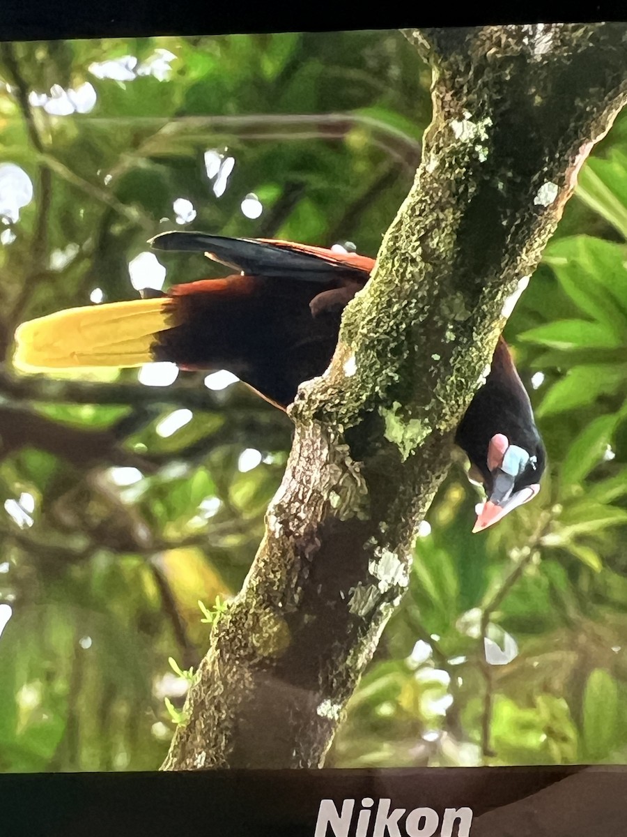 Montezuma Oropendola - ML620651970