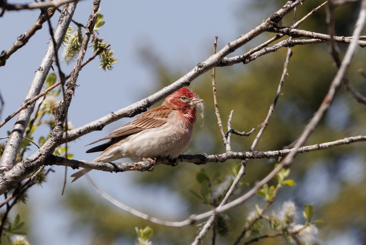 Cassin's Finch - ML620651972