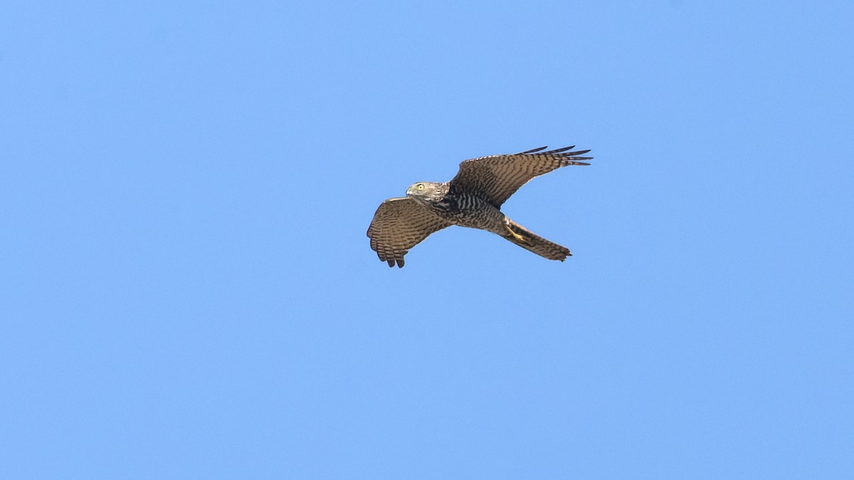 Brown Goshawk - ML620651976