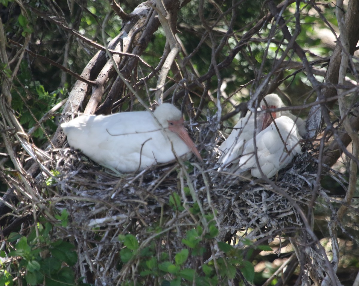 White Ibis - ML620651978