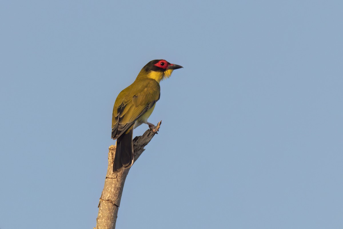 Australasian Figbird - ML620651979