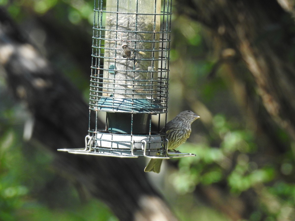 House Finch - ML620651980