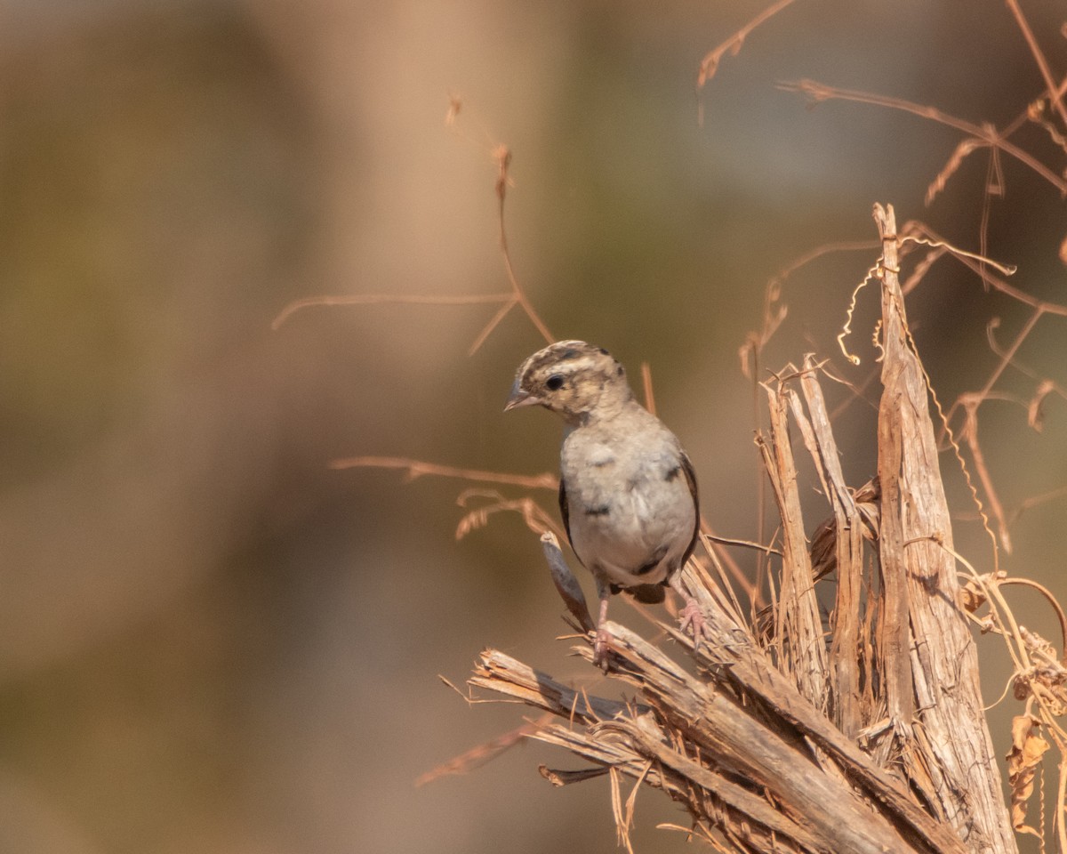 Exclamatory Paradise-Whydah - ML620651982