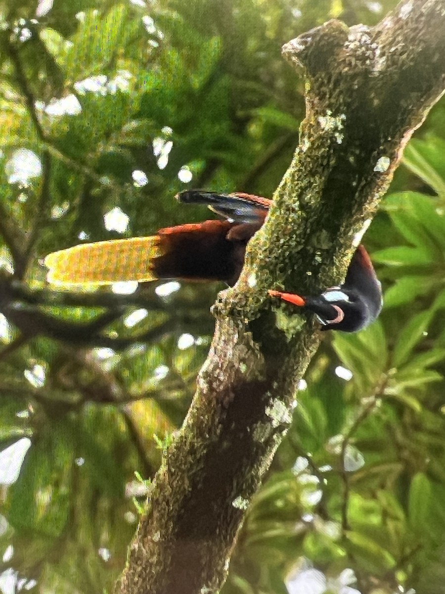 Montezuma Oropendola - ML620651983