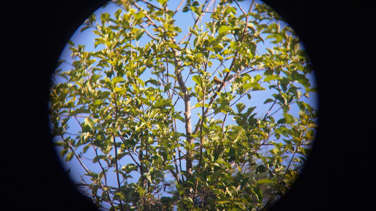 Common Yellowthroat - ML620651986