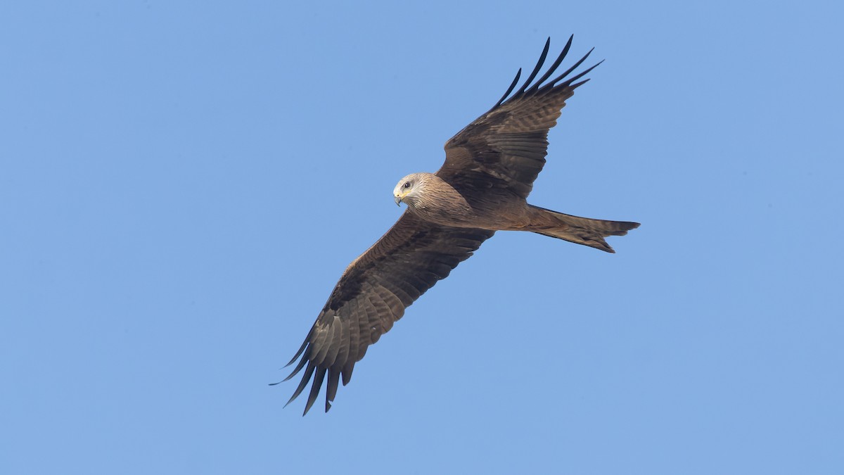 Black Kite - ML620651992