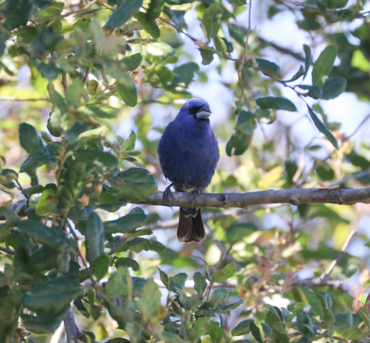 Guiraca bleu - ML620651994