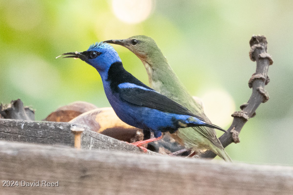 Red-legged Honeycreeper - ML620651996