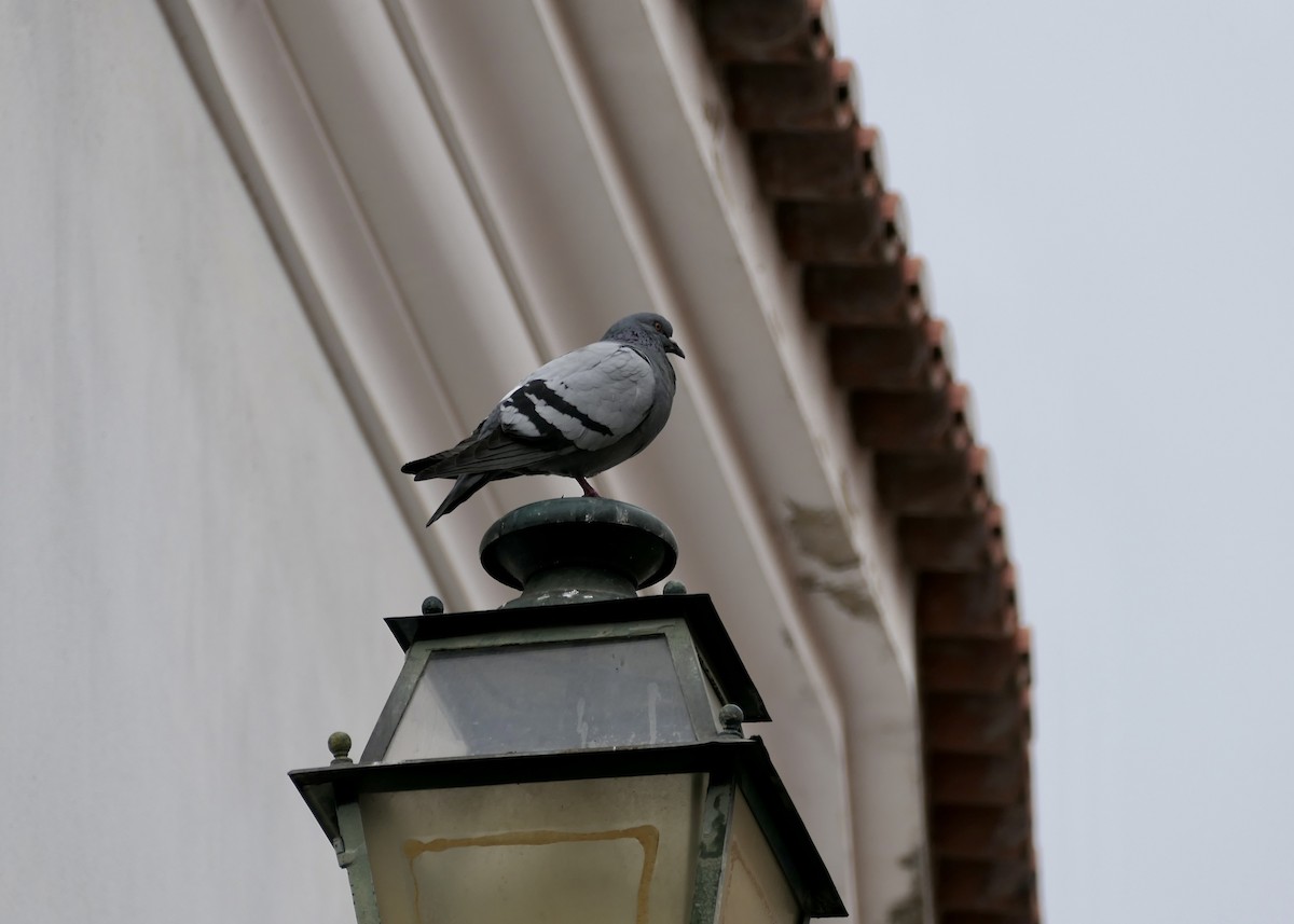 Pigeon biset (forme domestique) - ML620652006