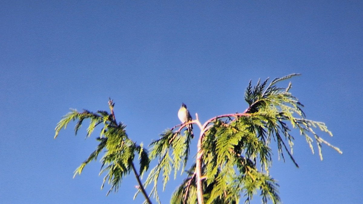 Lazuli Bunting - ML620652008